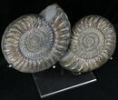 Paracoroniceras Ammonite Pair On Metal Stand #22844-3